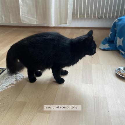 Foto 1/1 Wiedergefundene Katze Verloren in Bienne