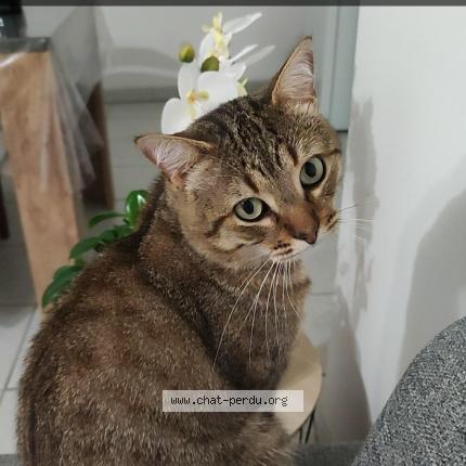 Photo 1/1 Neko Chat lost in Saint michel en l herm