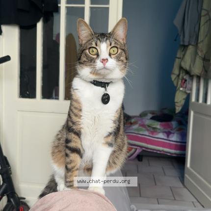Photo 1/1 Zoly Chat lost in St genest d ambiere