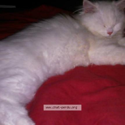 Photo 1/1 Anastasia Chat lost in Bully les mines