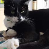 Picture of cat lost at Bruz