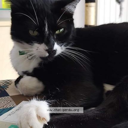 Photo 1/5 Réglisse Chat lost in Bruz