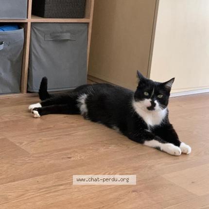 Photo 2/5 Réglisse Chat lost in Bruz