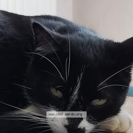 Photo 3/5 Réglisse Chat lost in Bruz