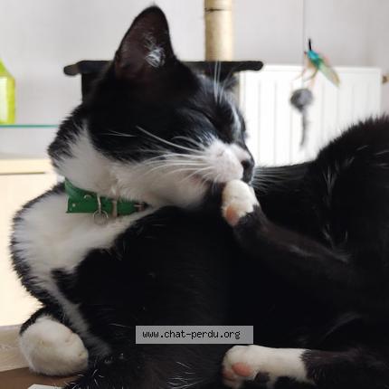 Photo 4/5 Réglisse Chat lost in Bruz