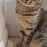 Picture of cat lost at Aulnay Sous Bois