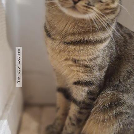 Photo 1/3 Chouckri Chat lost in Aulnay sous bois