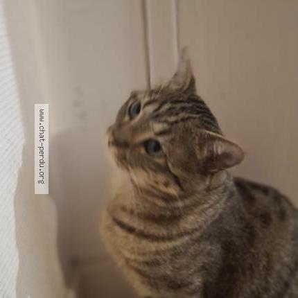 Photo 2/3 Chouckri Chat lost in Aulnay sous bois