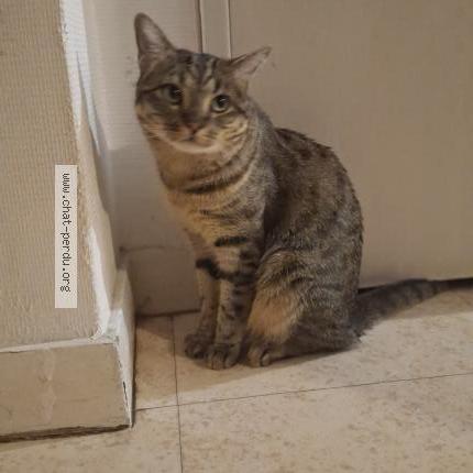 Photo 3/3 Chouckri Chat lost in Aulnay sous bois
