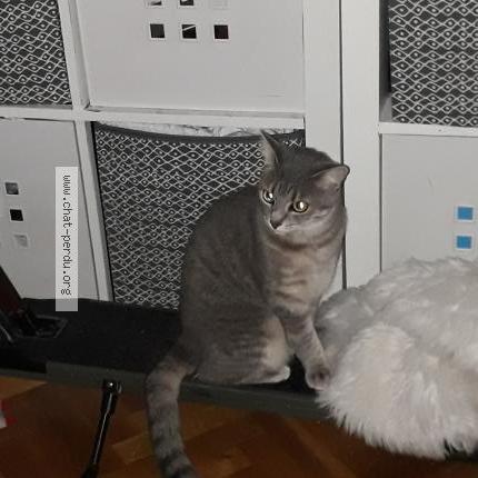 Photo 1/3 LOUNA Chat lost in Adast