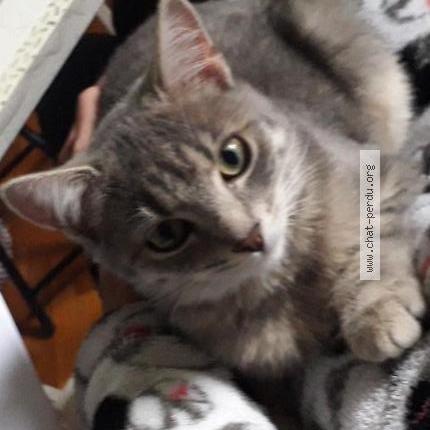 Photo 2/3 LOUNA Chat lost in Adast