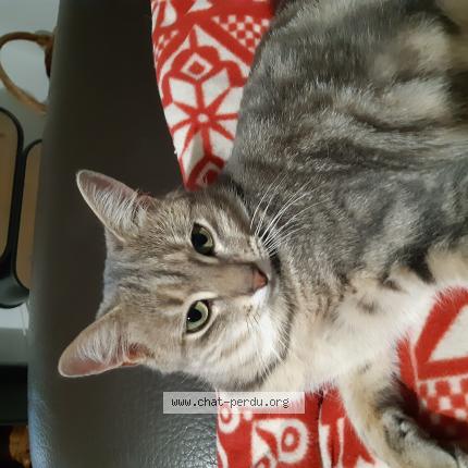 Photo 1/1 UNIK Chat lost in Mejannes les ales