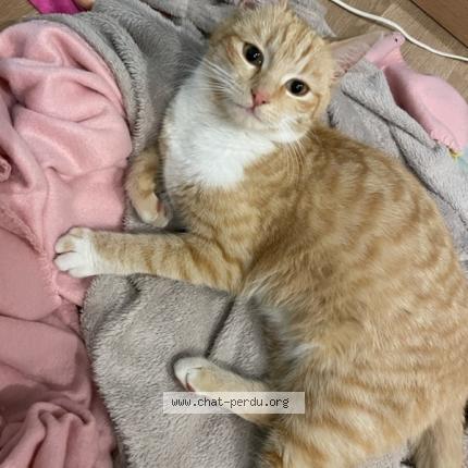 Photo 1/1 Zora Chat lost in Rossfeld