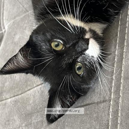 Photo 1/1 Cassiopee Chat lost in Pontcharra