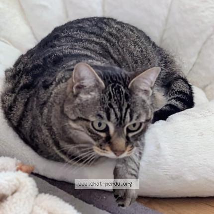 Photo 1/1 Haka Chat lost in Aucamville