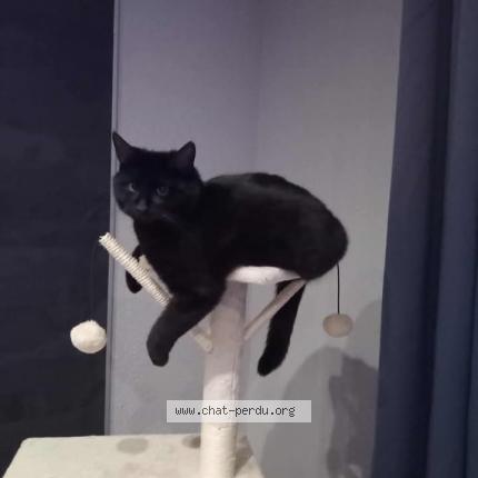 Photo 1/1 Shelby Chat lost in Rodalbe