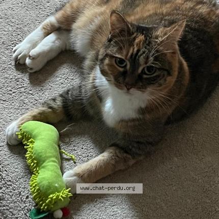 Photo 1/1 Isis Chat lost in Holtzheim