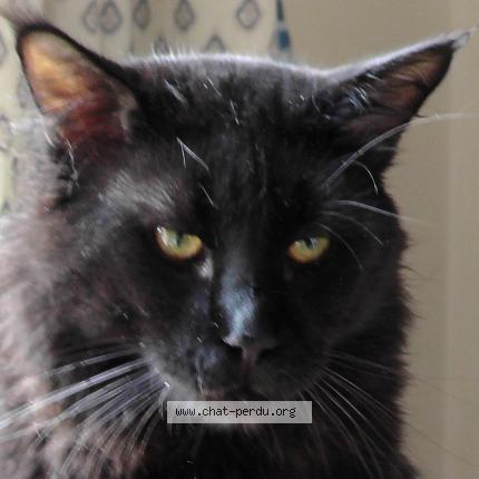 Photo 1/1 NINOI Chat lost in St maximin la ste baume