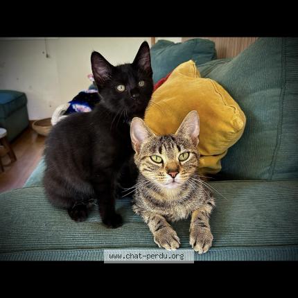 Photo 1/1 Hermione Chat lost in Saint aubin d aubigne