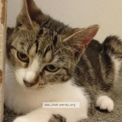 Photo 1/1 Harley Chat lost in Saintes