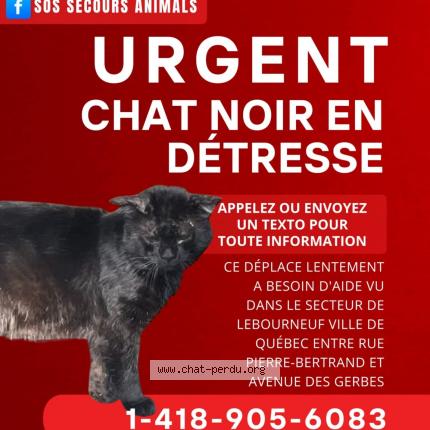 Photo 1/1 Aucun Chat lost in Quebec