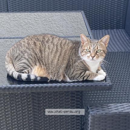 Photo 1/5 Nenette Chat lost in Plaisir