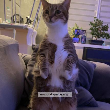 Photo 2/5 Nenette Chat lost in Plaisir