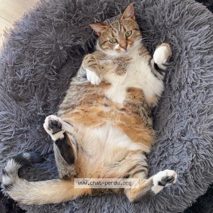 Photo 3/5 Nenette Chat lost in Plaisir