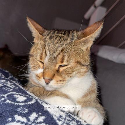 Photo 4/5 Nenette Chat lost in Plaisir