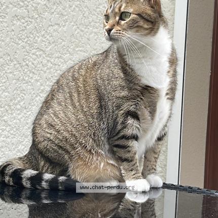 Photo 5/5 Nenette Chat lost in Plaisir