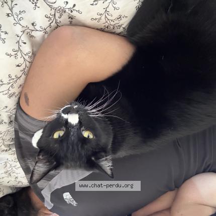 Photo 1/1 Oreo Chat lost in Villeparisis