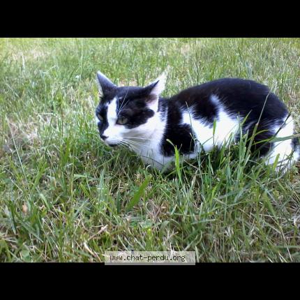 Photo 1/1 Réglisse Chat lost in Coueron