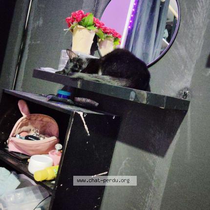 Photo 1/1 Lea Chat lost in Ville dieu du temple