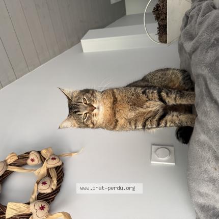 Photo 1/1 Cookie Chat lost in Serigny