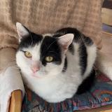 Picture of cat lost at La Ravoire