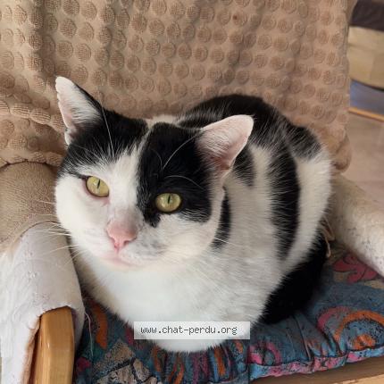 Photo 1/1 Turbo Chat lost in La ravoire