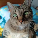 Picture of cat lost at Ribagnac