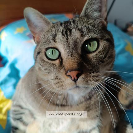 Photo 1/1 Tuco Chat lost in Ribagnac