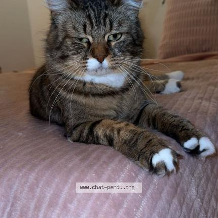 Photo 1/2 Boulette Chat lost in Gennevilliers