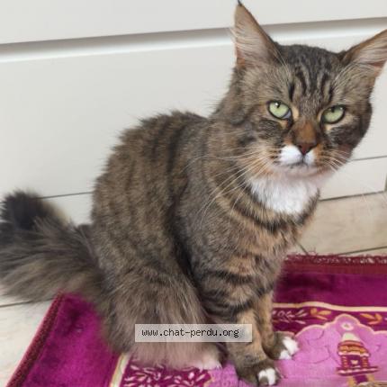 Photo 2/2 Boulette Chat lost in Gennevilliers