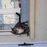 Picture of cat lost at Argenteuil