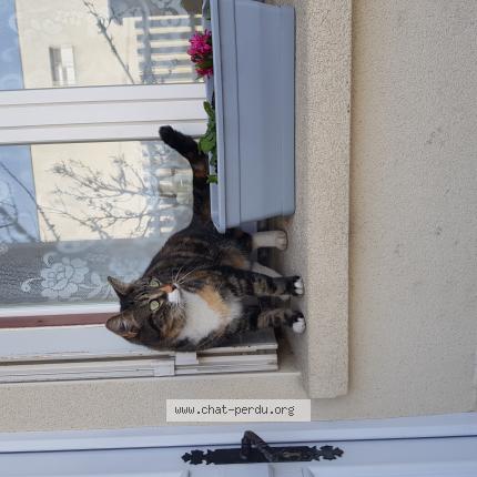 Photo 1/1 Cat reunited Lost in Argenteuil