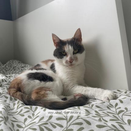 Photo 1/1 Molly Chat lost in Saint jean aux bois