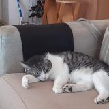 Picture of cat lost at Deols