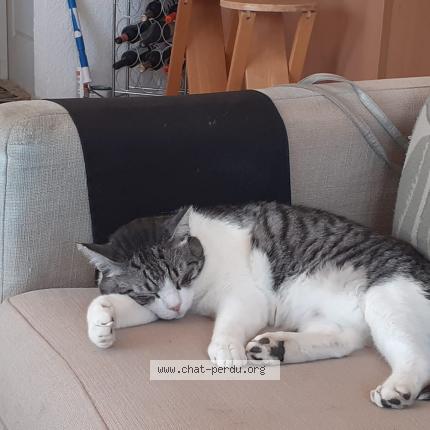 Photo 1/1 Billy Chat lost in Deols