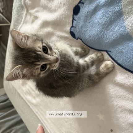 Photo 1/1 Gribouille Chat lost in Varennes sur seine