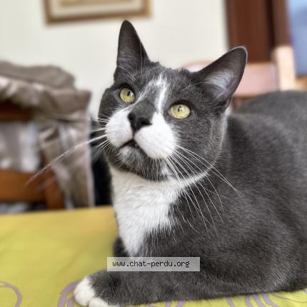 Photo 1/1 UGO Chat lost in Roche lez beaupre