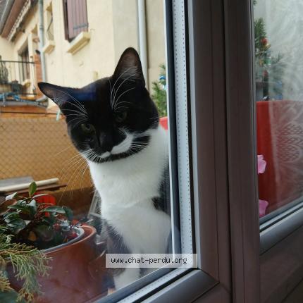 Photo 1/1 Pisicu Chat lost in Castelsarrasin