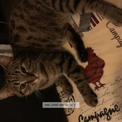 Foto van vermiste kat in Quaregnon
