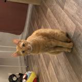 Picture of cat found at Villejuif